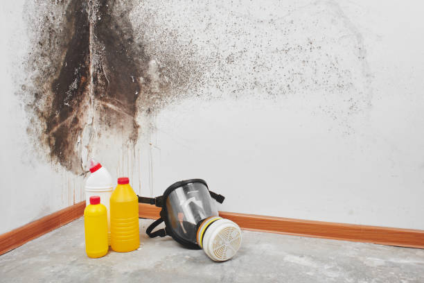 Best Mold Remediation  in Lagunitas Forest Knolls, CA