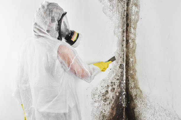 Best Professional Mold Removal  in Lagunitas Forest Knolls, CA