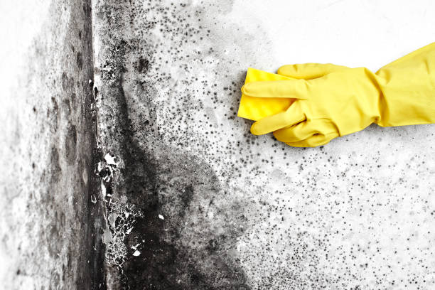 Best Attic Mold Removal  in Lagunitas Forest Knolls, CA