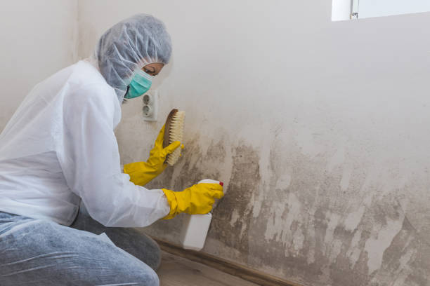 Home Mold Removal in Lagunitas Forest Knolls, CA