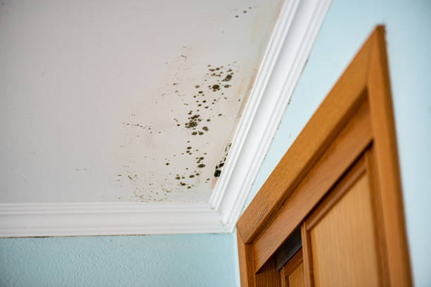 Best Certified Mold Removal  in Lagunitas Forest Knolls, CA
