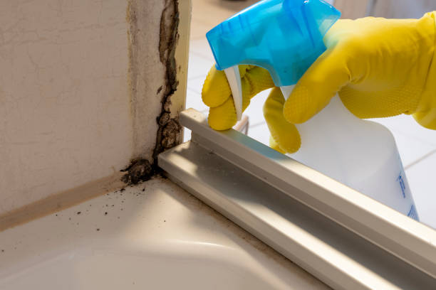 Best Home Mold Removal  in Lagunitas Forest Knolls, CA