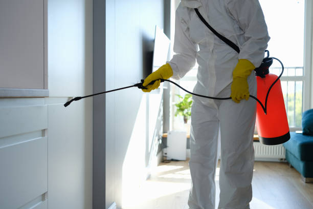 Trusted Lagunitas Forest Knolls, CA Mold Removal Experts