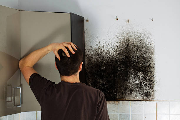 Best Fast Mold Removal  in Lagunitas Forest Knolls, CA