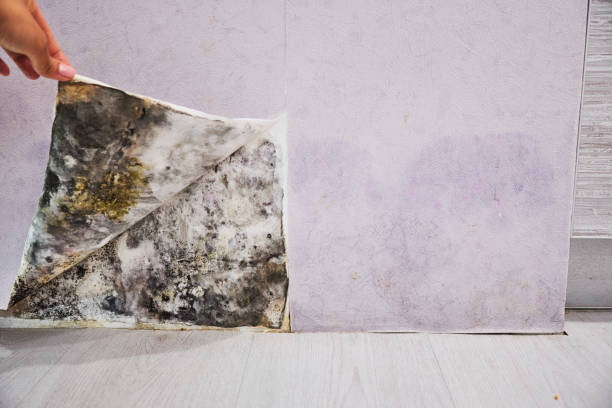 Best Residential Mold Removal  in Lagunitas Forest Knolls, CA